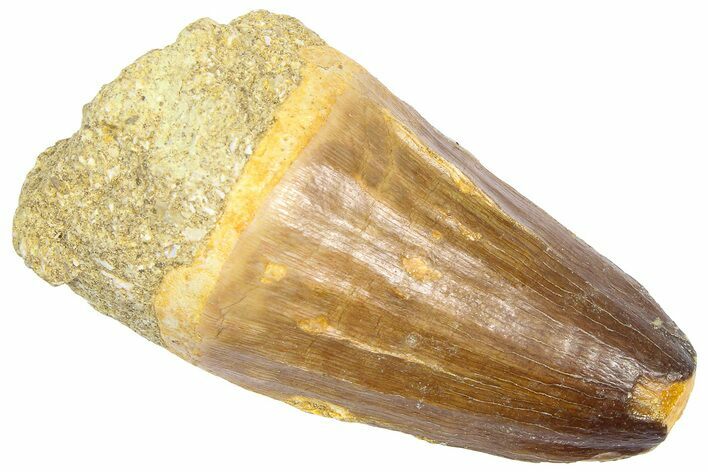 Fossil Mosasaur (Hainosaurus?) Tooth - Morocco #364145